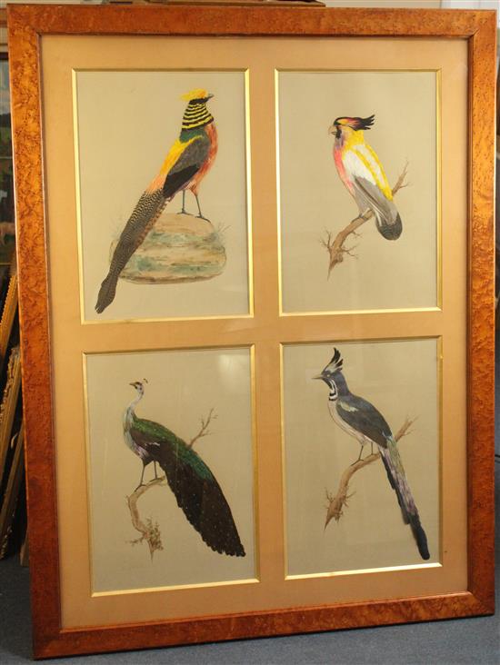 A group of four bird studies, early 20th century, overall 38.5 x 50.5in.